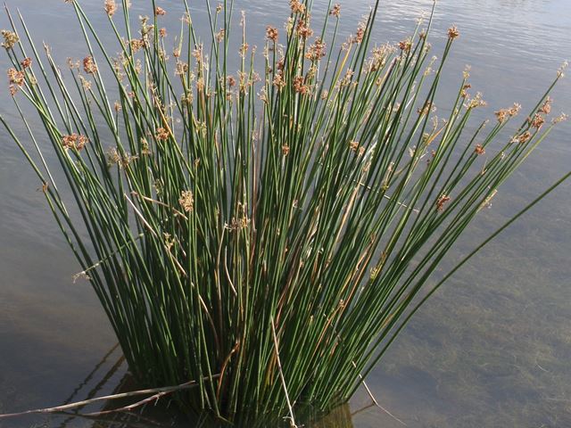 Schoenoplectus corymbosus Grasses Sedges Reeds Directory